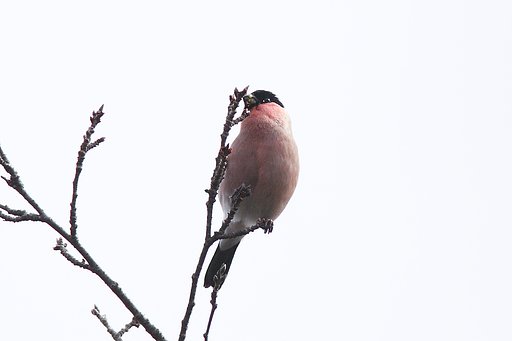 ウソ