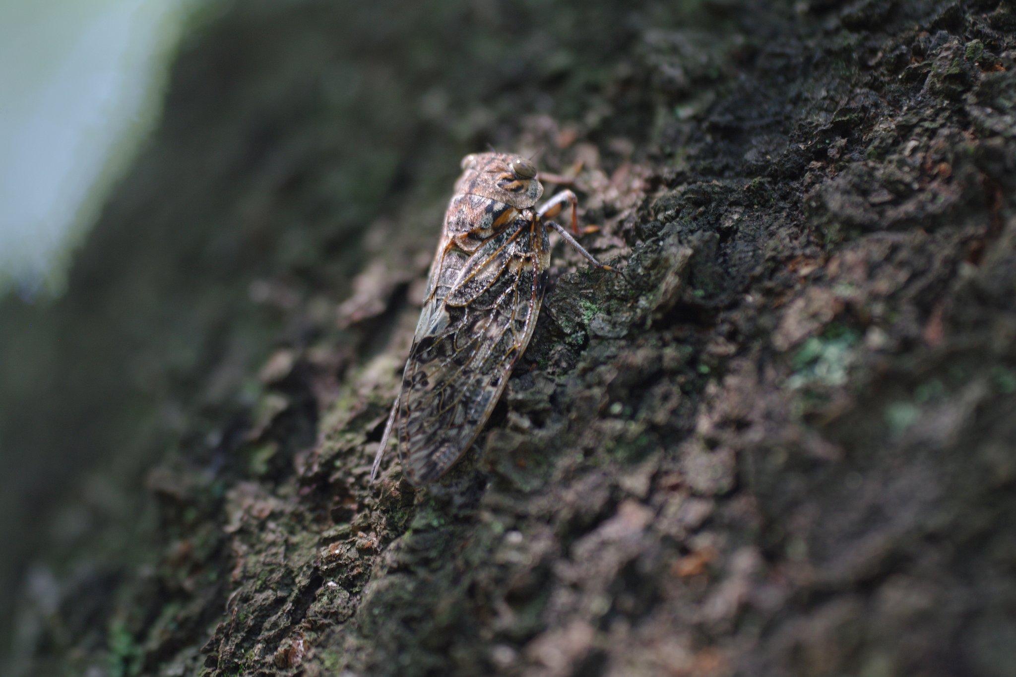 ニイニイゼミ