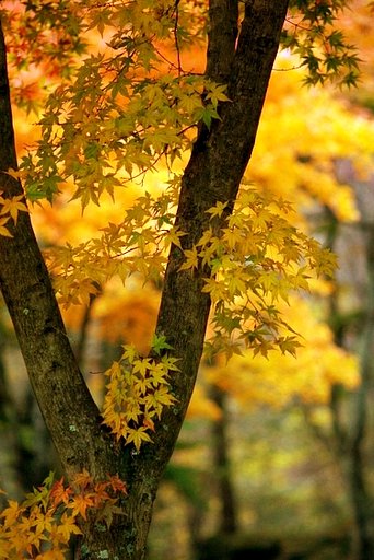 紅葉の名所