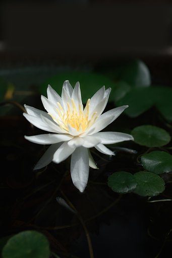 【縦撮り】睡蓮