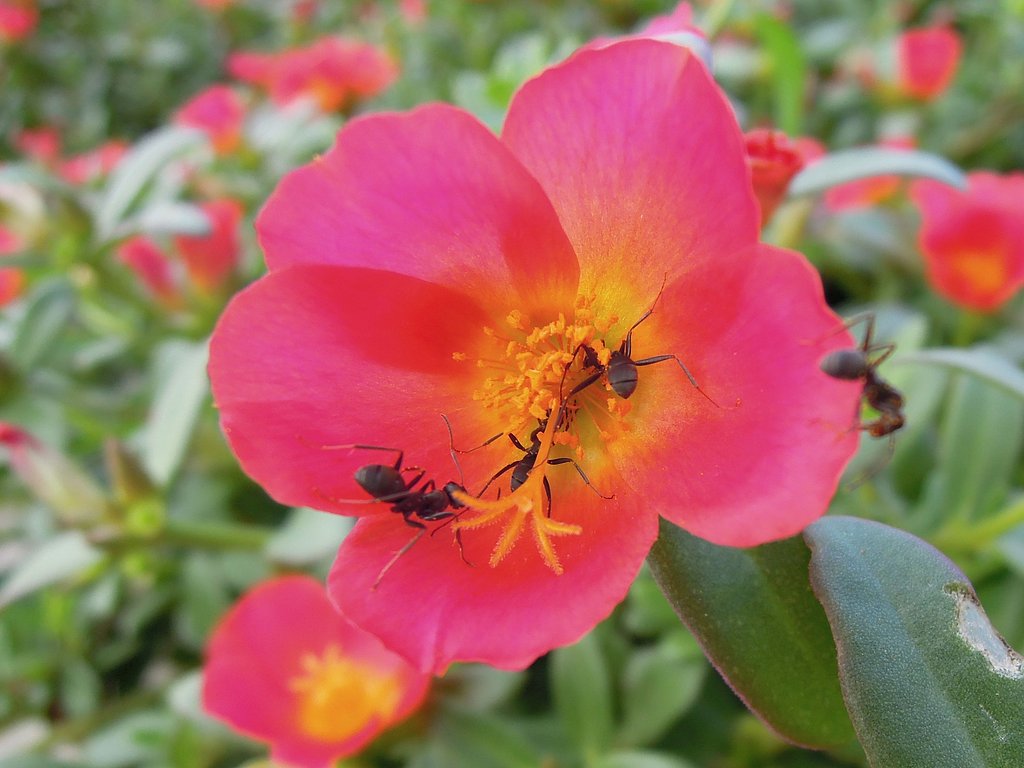 花と蟻