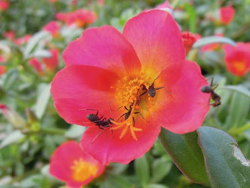 花と蟻