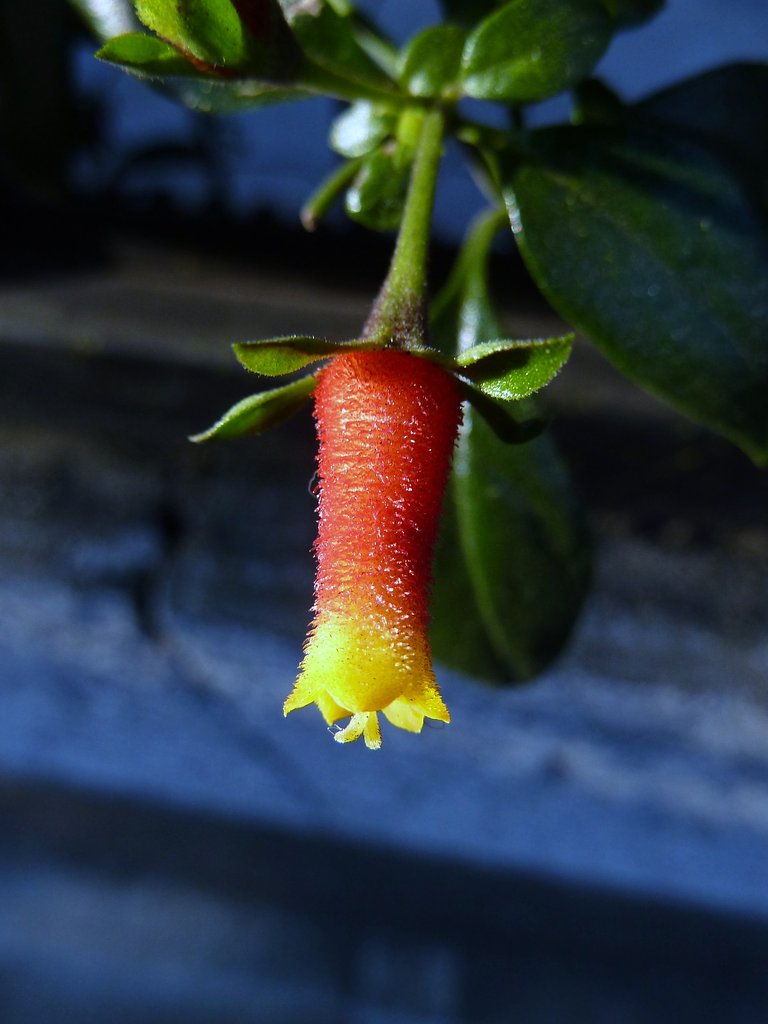 はてなの花