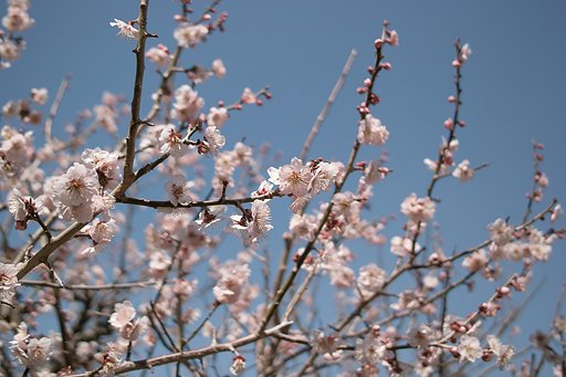 【おだやかに・・・春】梅