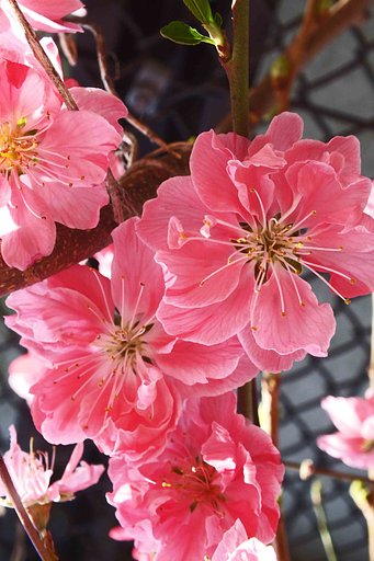 【　花もも　】