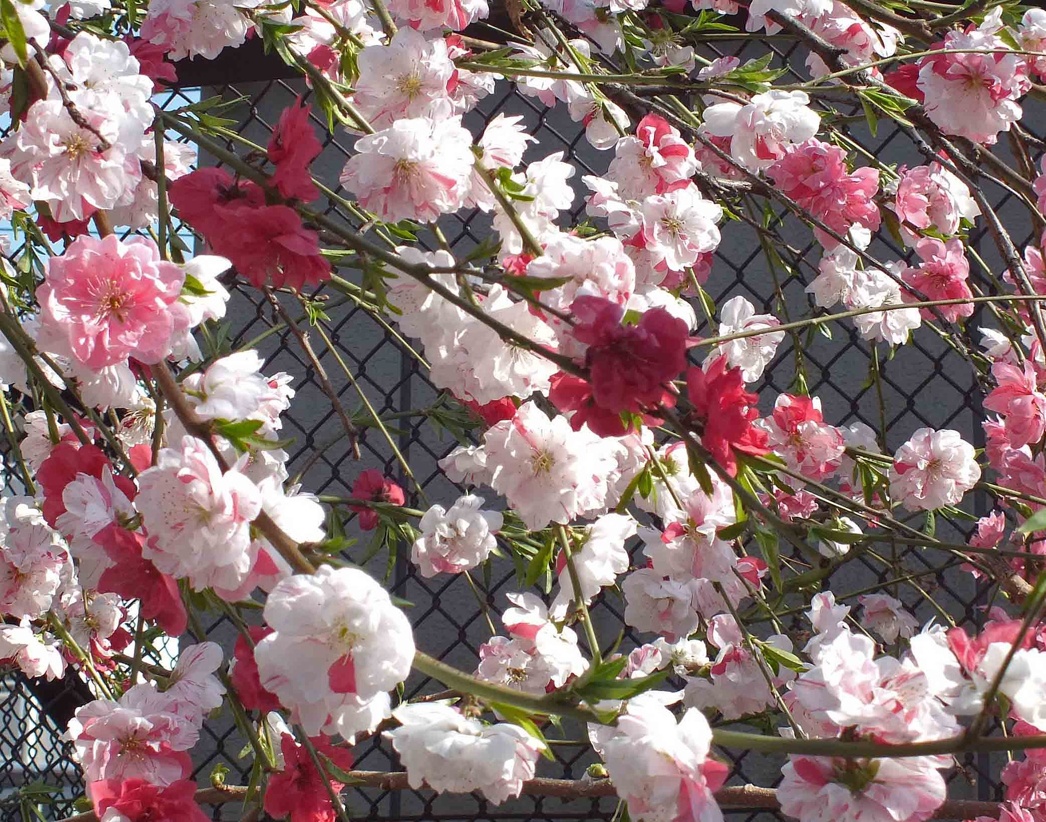 　【　花もも　】　・Ⅲ
