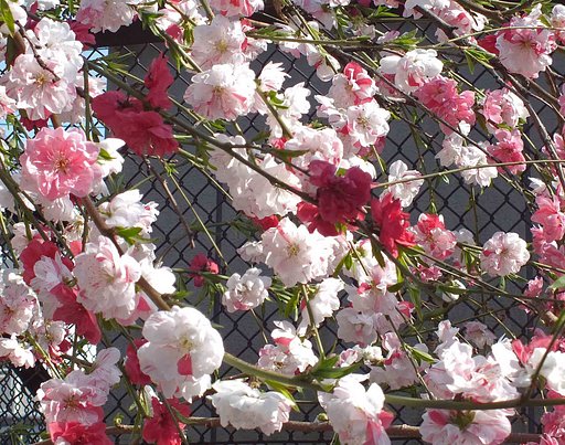 　【　花もも　】　・Ⅲ