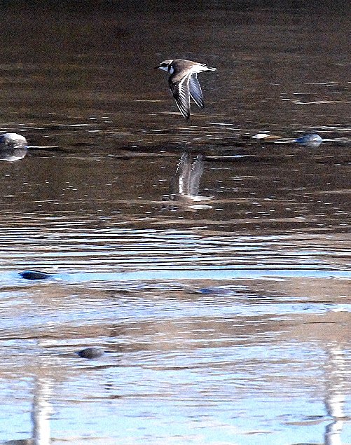 鳥も流せば絵に成る