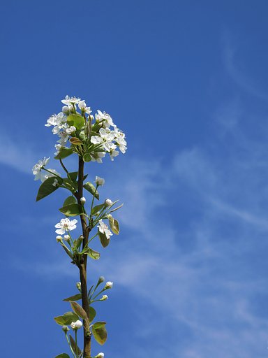 [おだやかに・・・・春]　梨の花