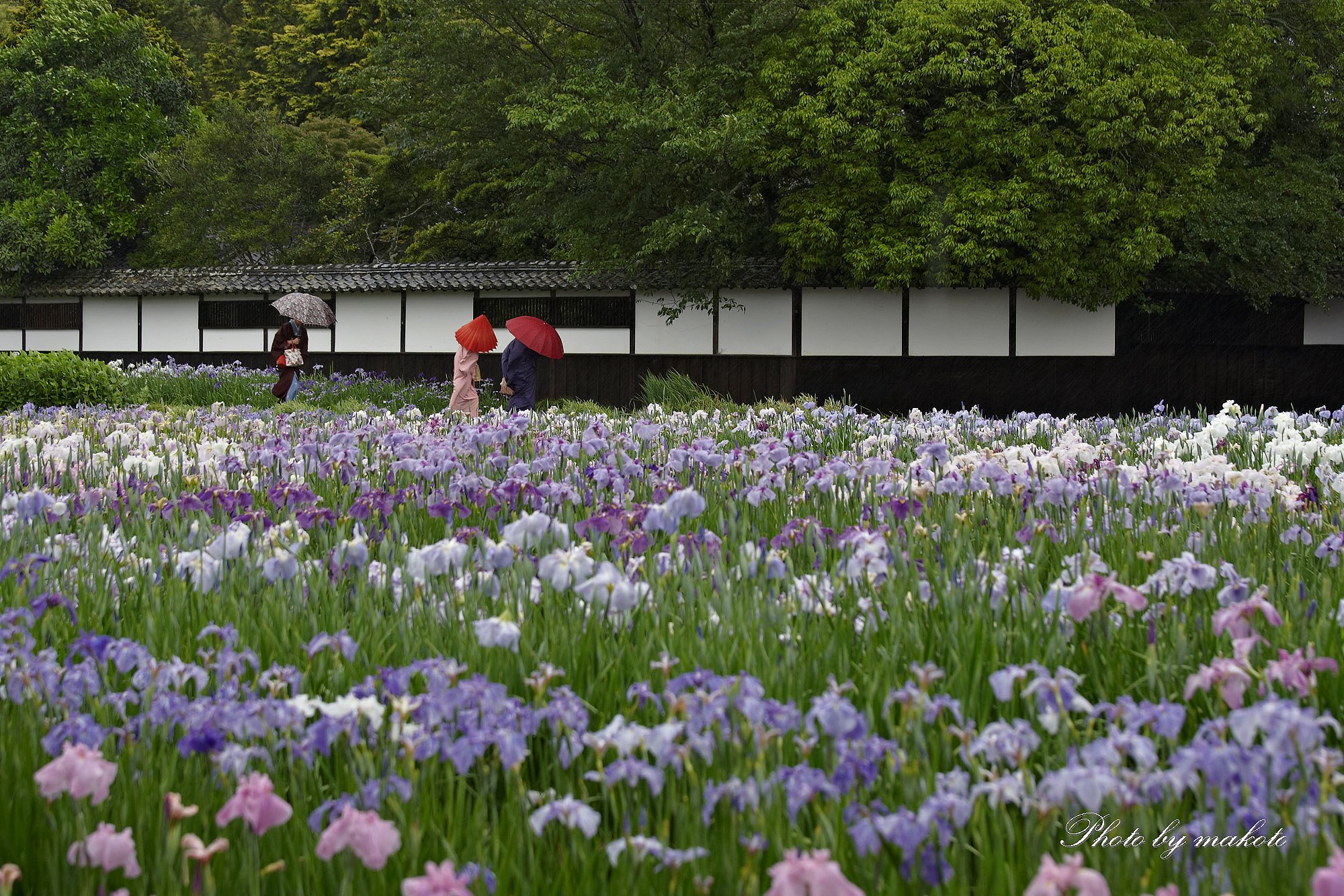 小走りの菖蒲園