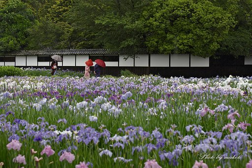 小走りの菖蒲園
