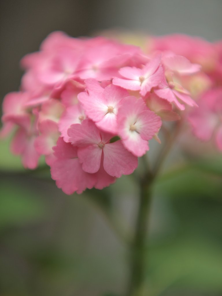 ピンクの紫陽花