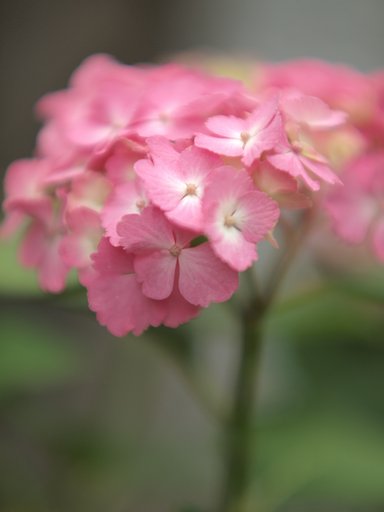 ピンクの紫陽花