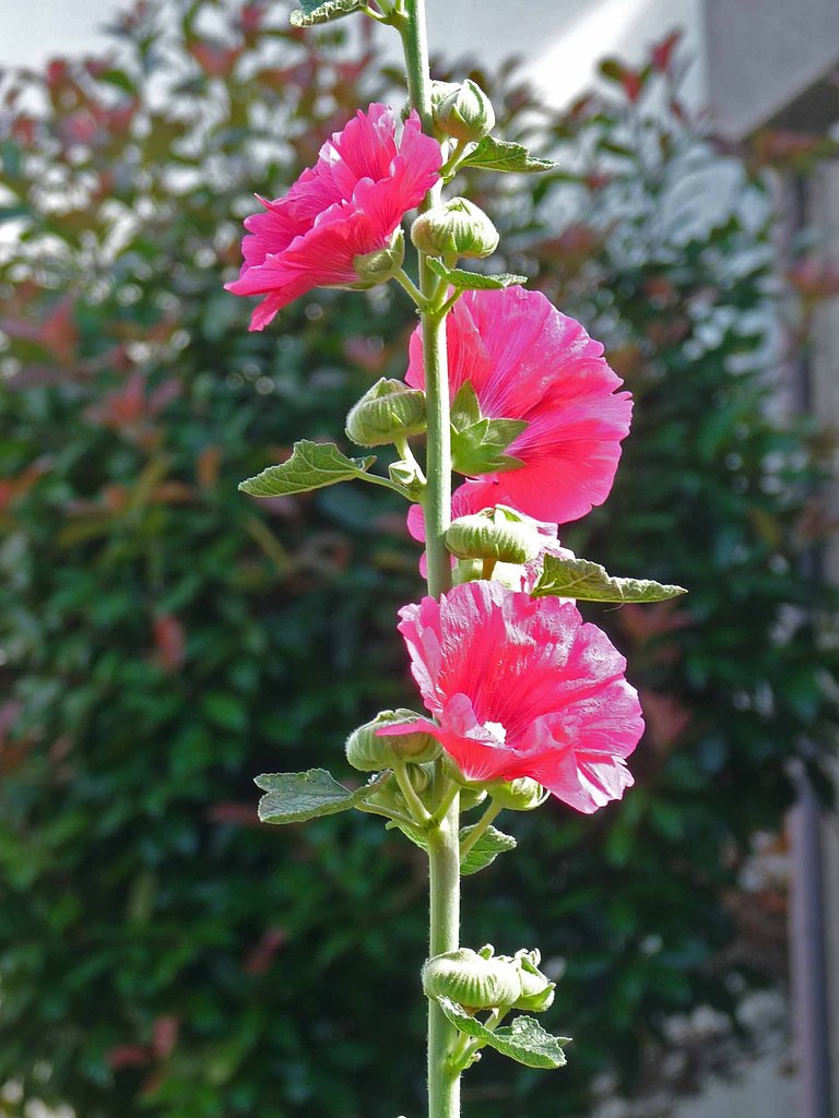 ホリホツク（花アオイ）
