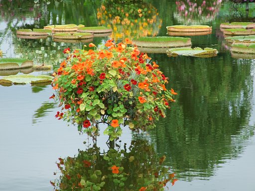 水生植物