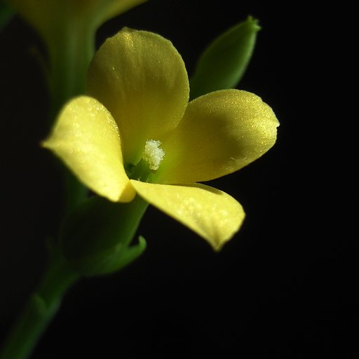 カランコエその1