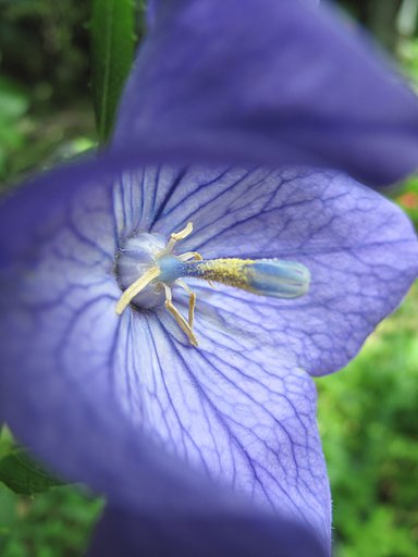 キキョウ