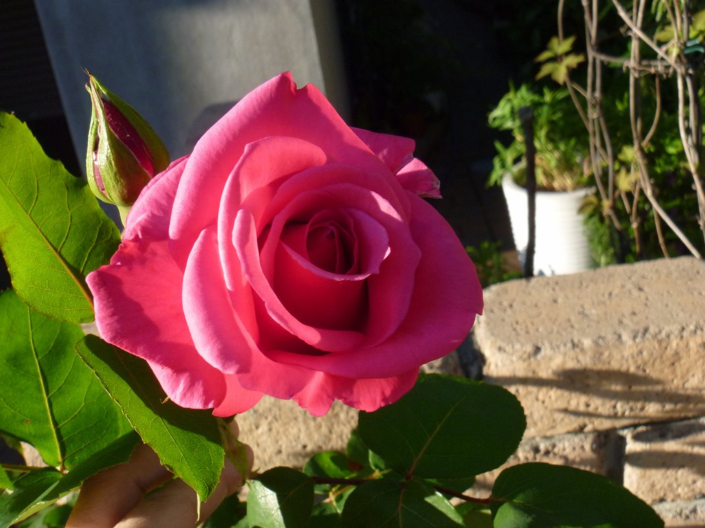 薔薇