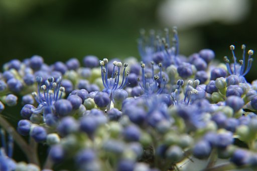 これが花？