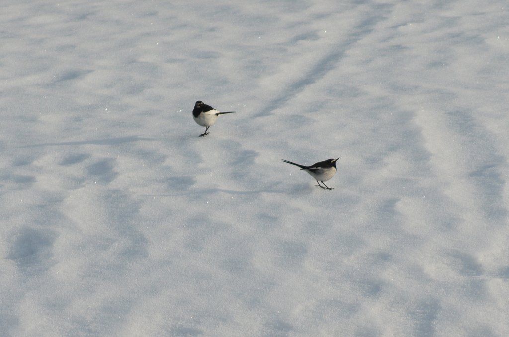 上を向いて、歩こう・・