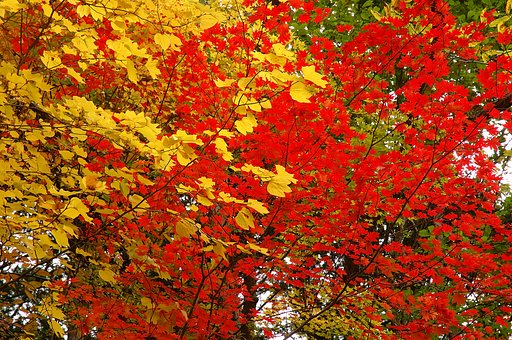 山梨県塩山市の紅葉2