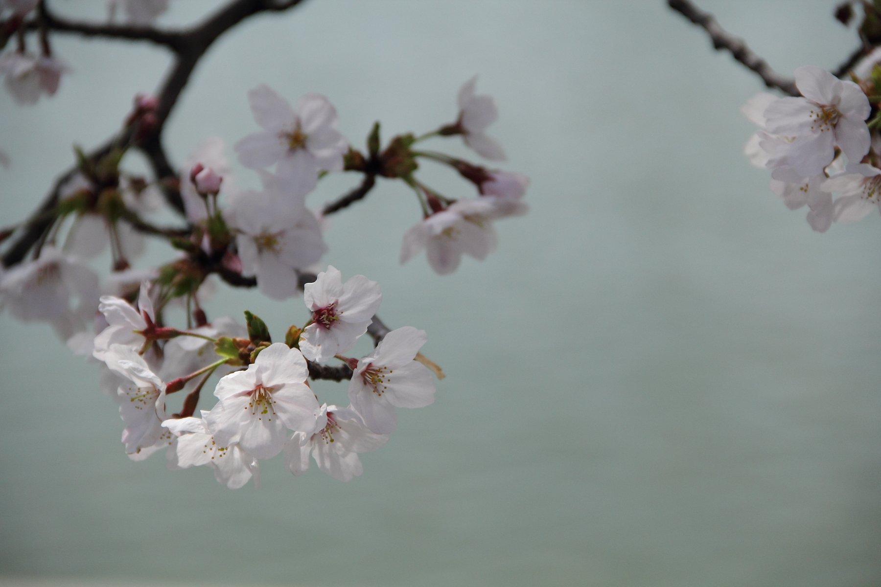春光