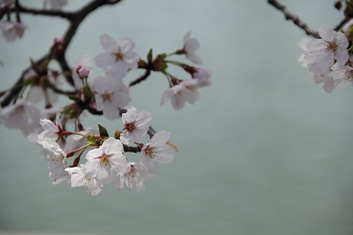 春光