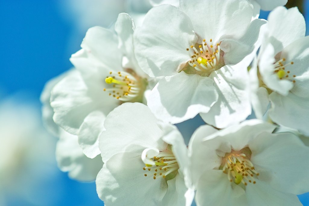 【おだやかな・・・・春】真綿みたい
