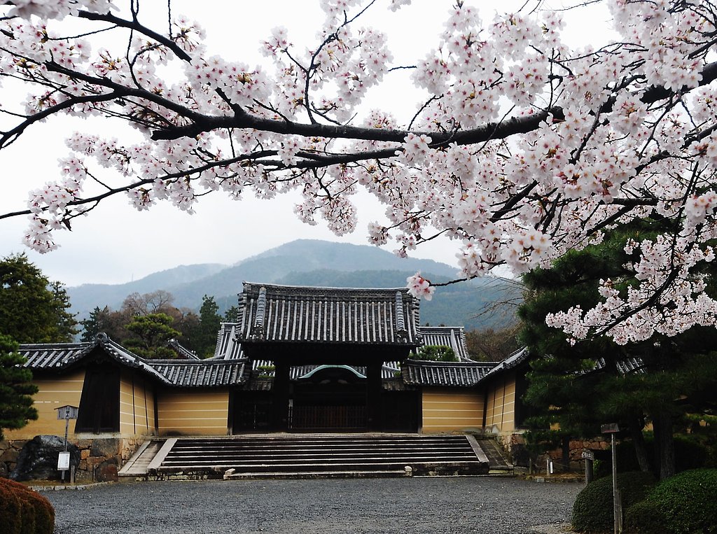 【おだやかに・・・春】桜