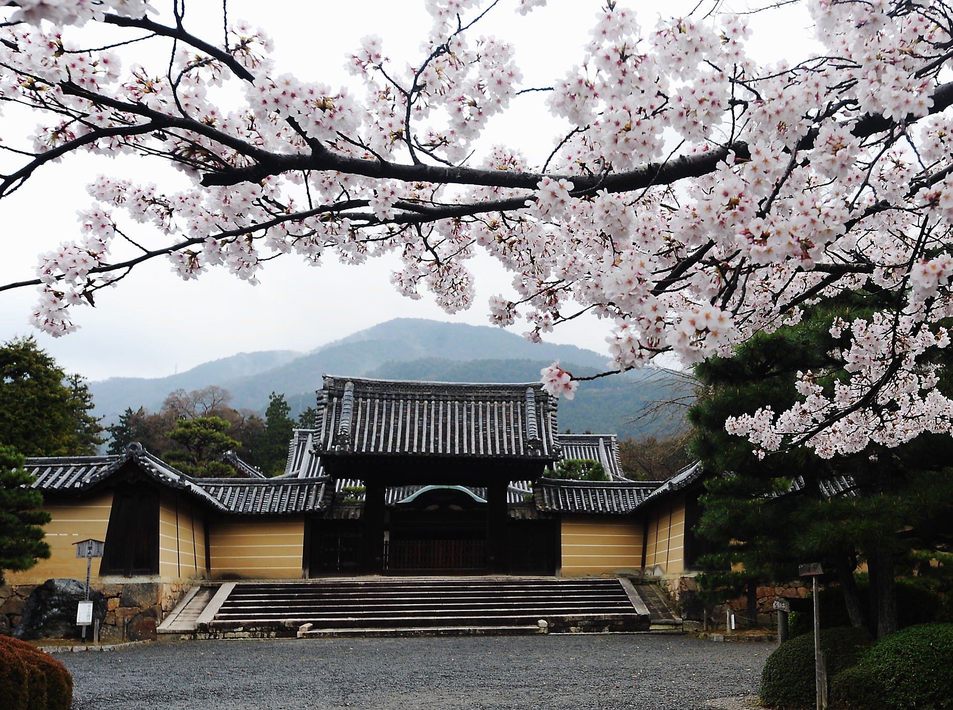 【おだやかに・・・春】桜