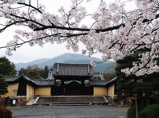 【おだやかに・・・春】桜