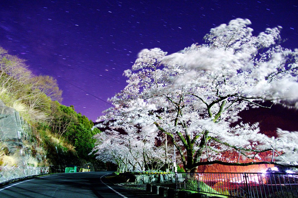 桜吹雪