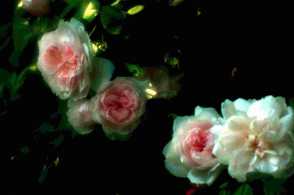 【この色　好き！】春の花＃16