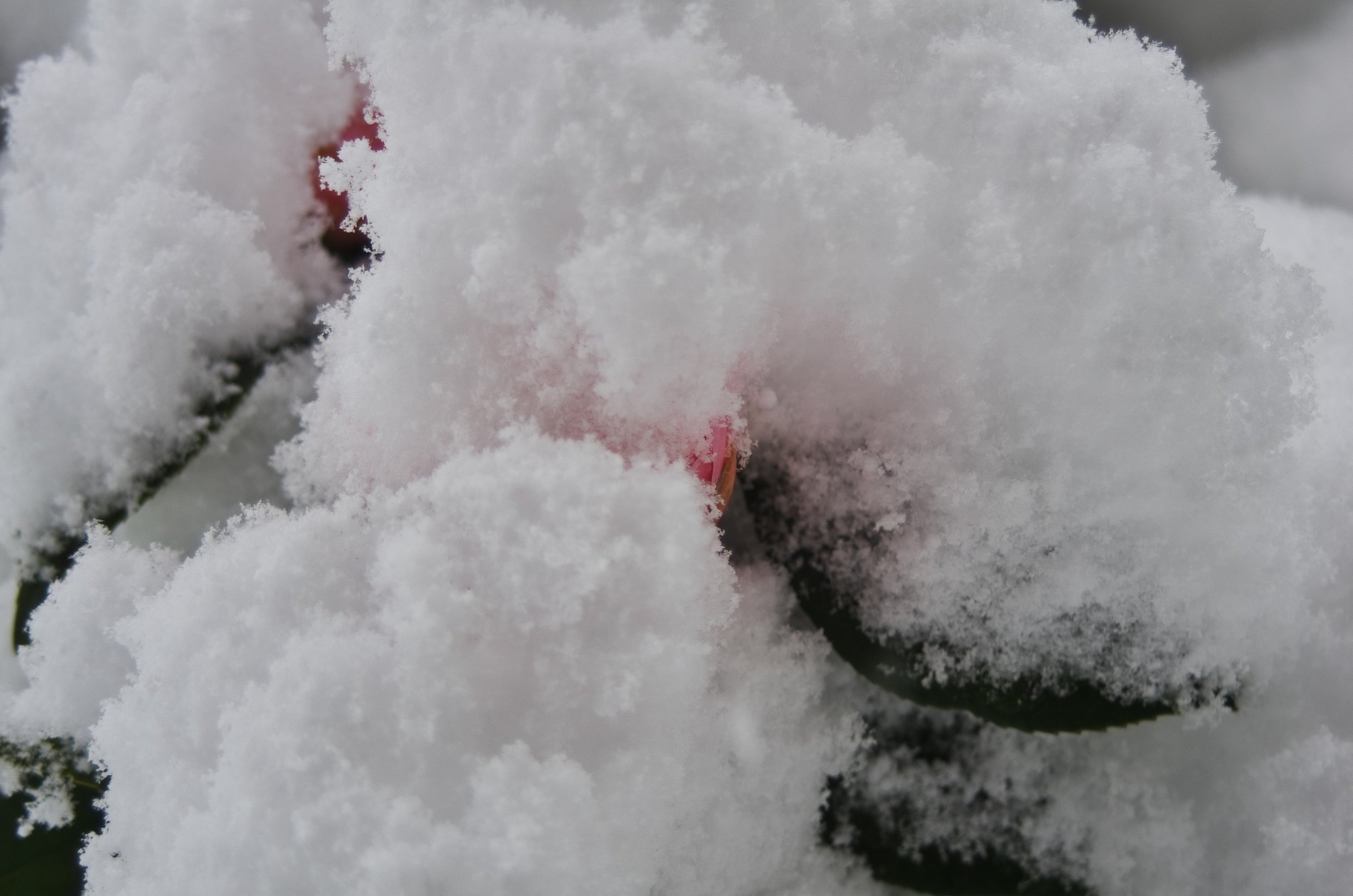 オトメツバキに冠雪が・・