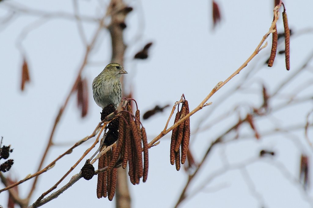 マヒワ♀