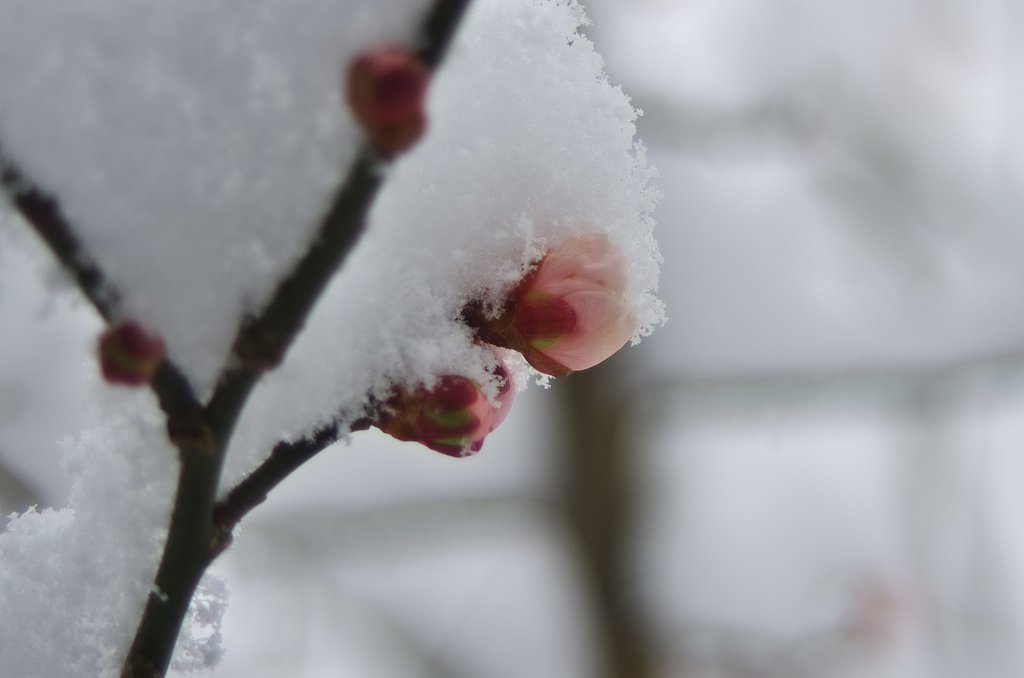 春の雪が・・