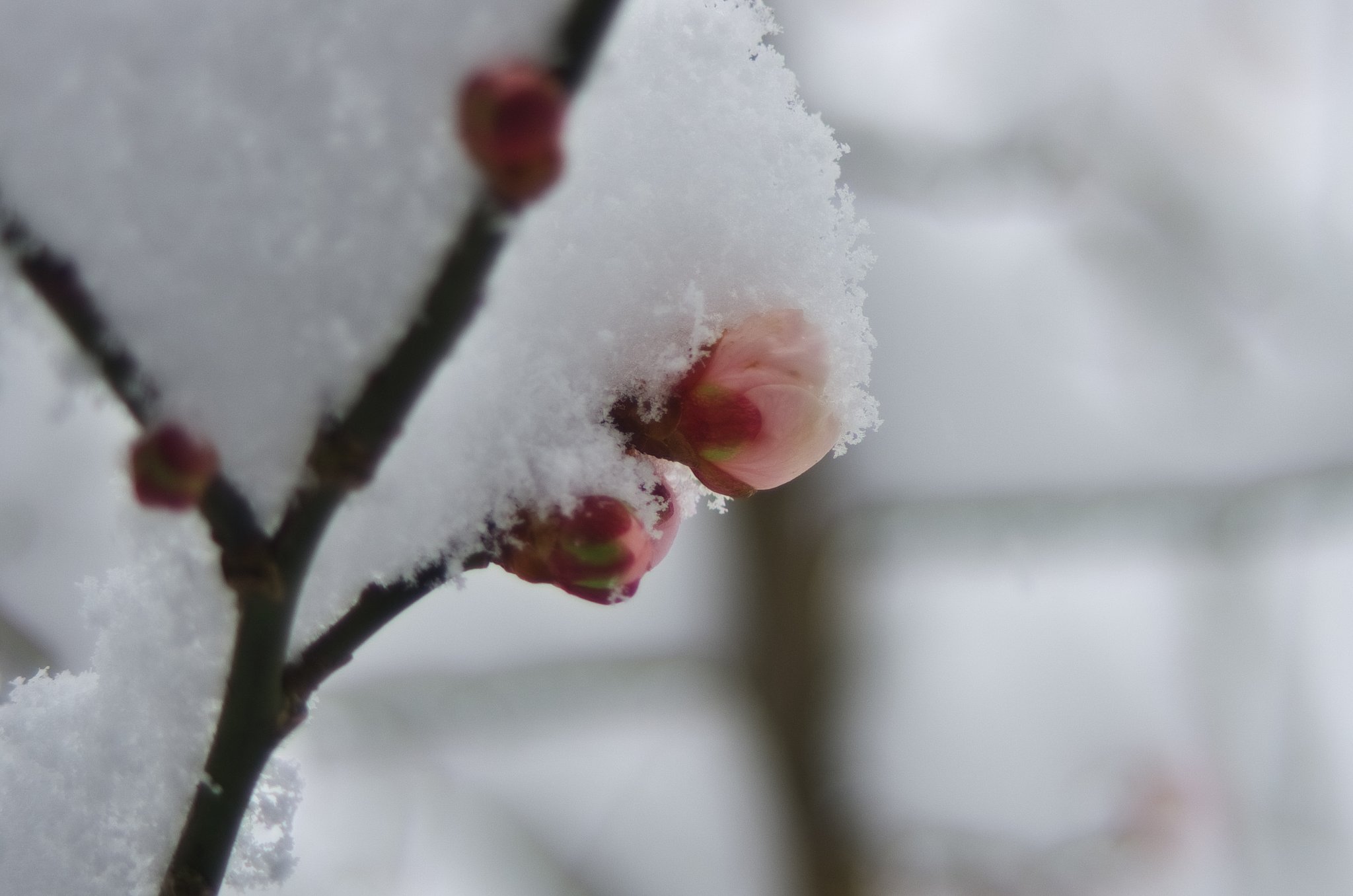 春の雪が・・