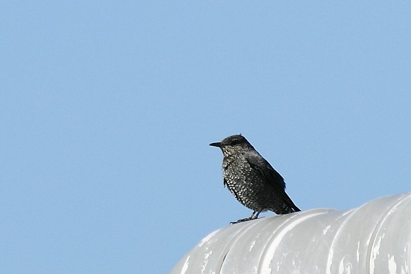 イソヒヨドリ♀