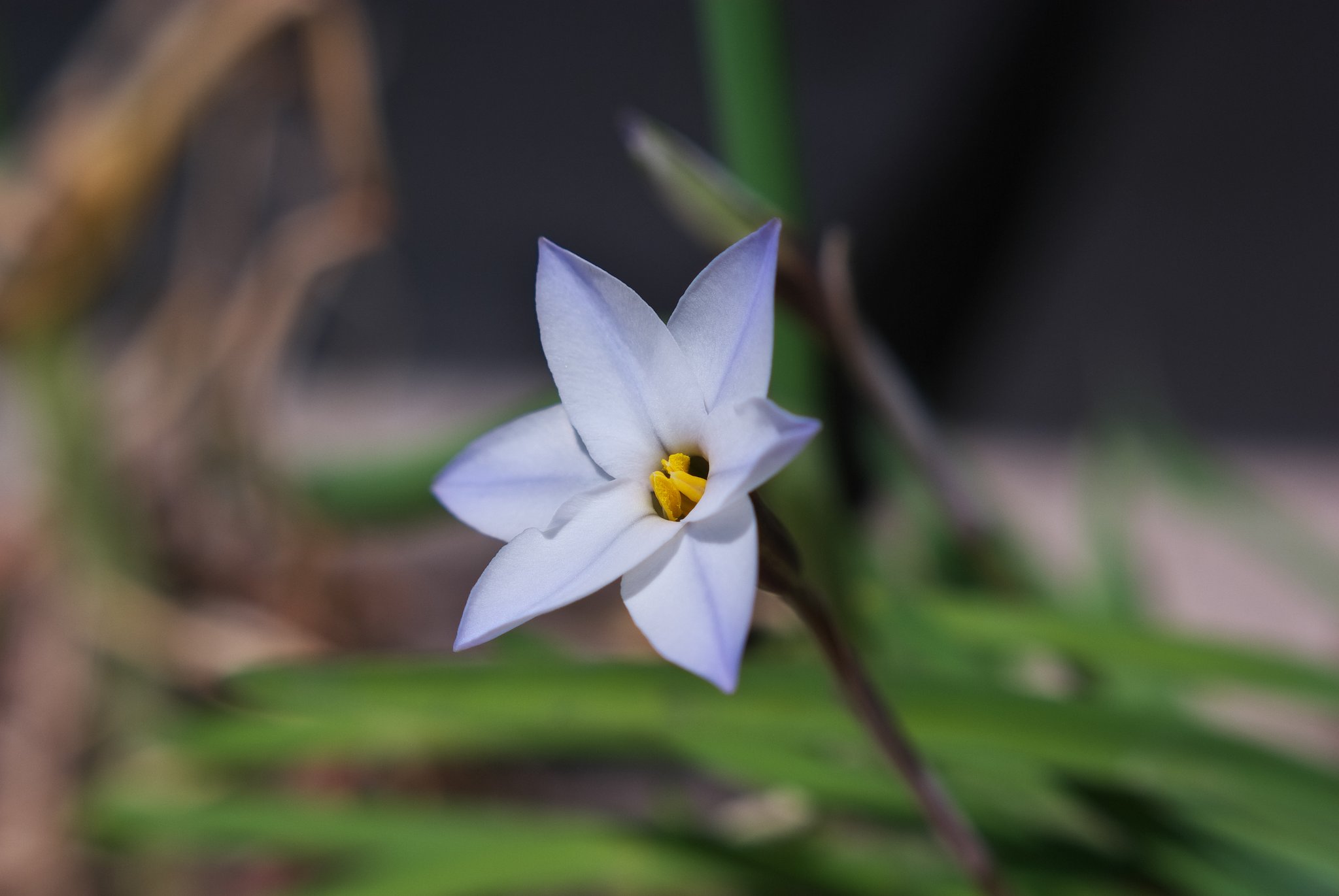 ハナニラが開花・・