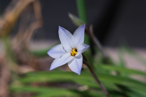 ハナニラが開花・・