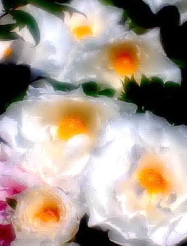 【この色　好き！】春の花#17