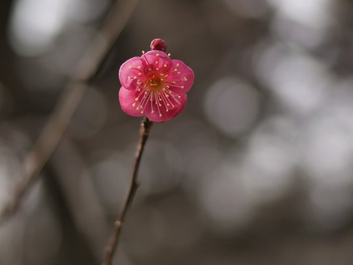 紅梅のかんざし