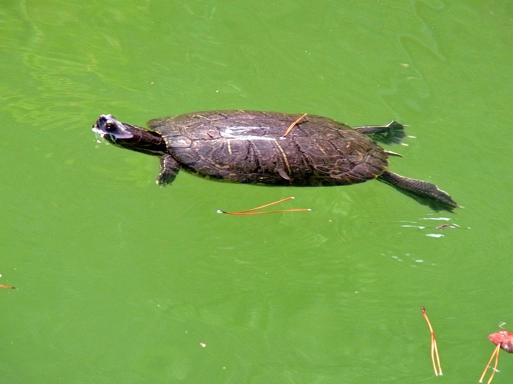 【おだやかに・・春】どん亀