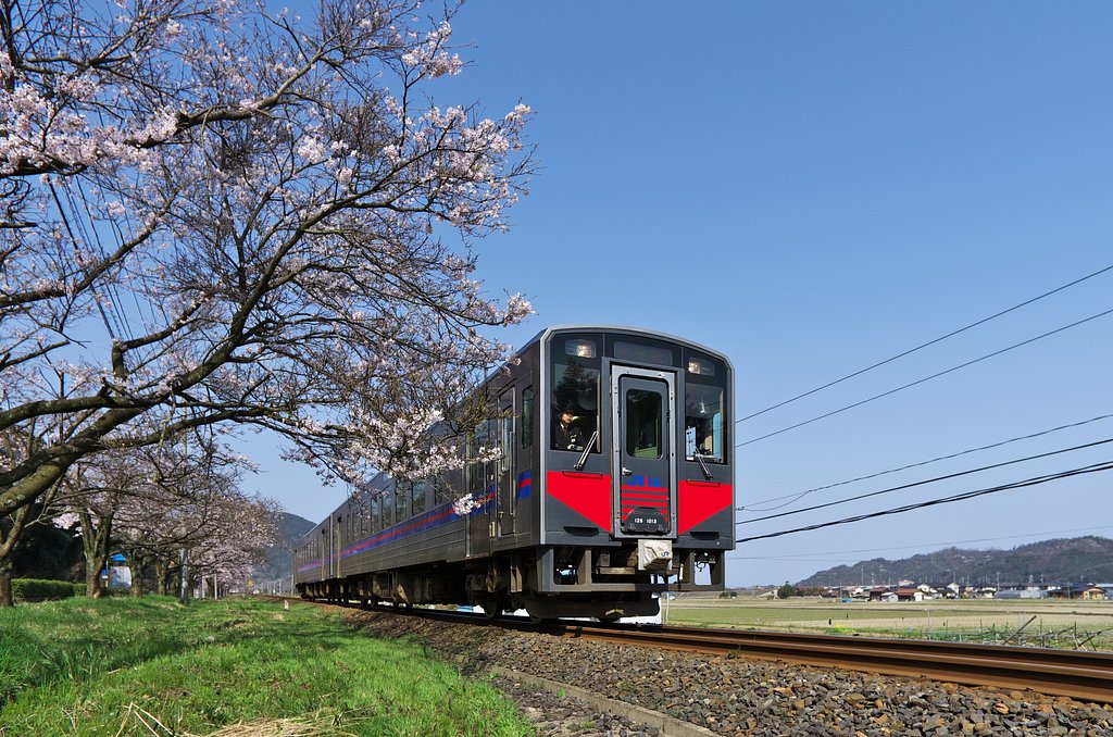 満開のソメイヨシノの下を・・