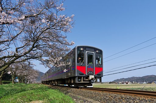 満開のソメイヨシノの下を・・