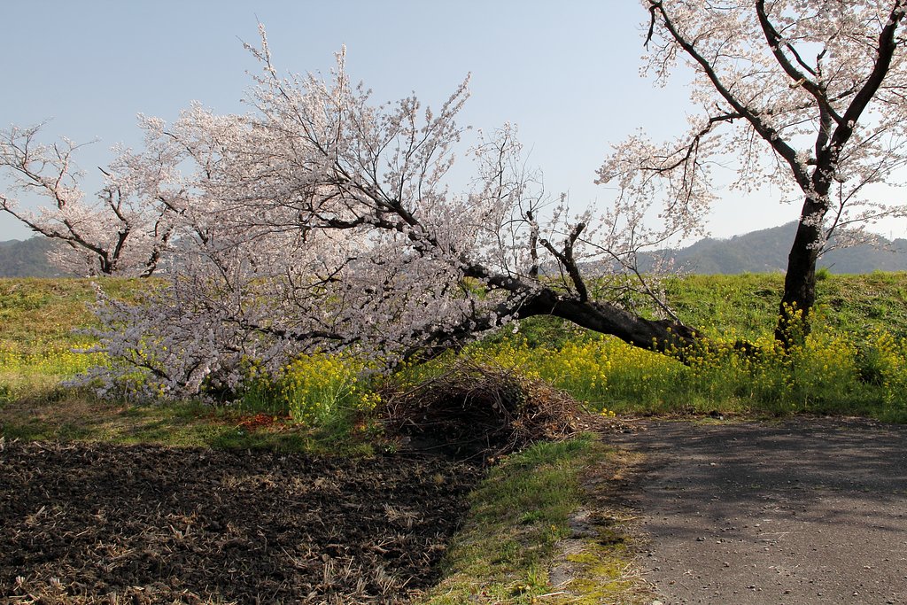 ど根性桜
