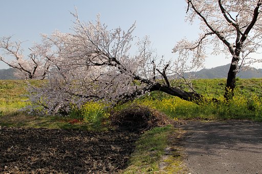 ど根性桜