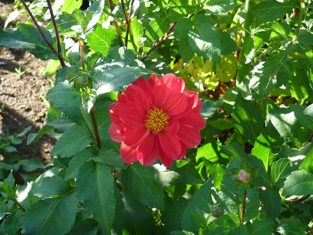 だれやぁ？ダーリアですぅ(^-^;