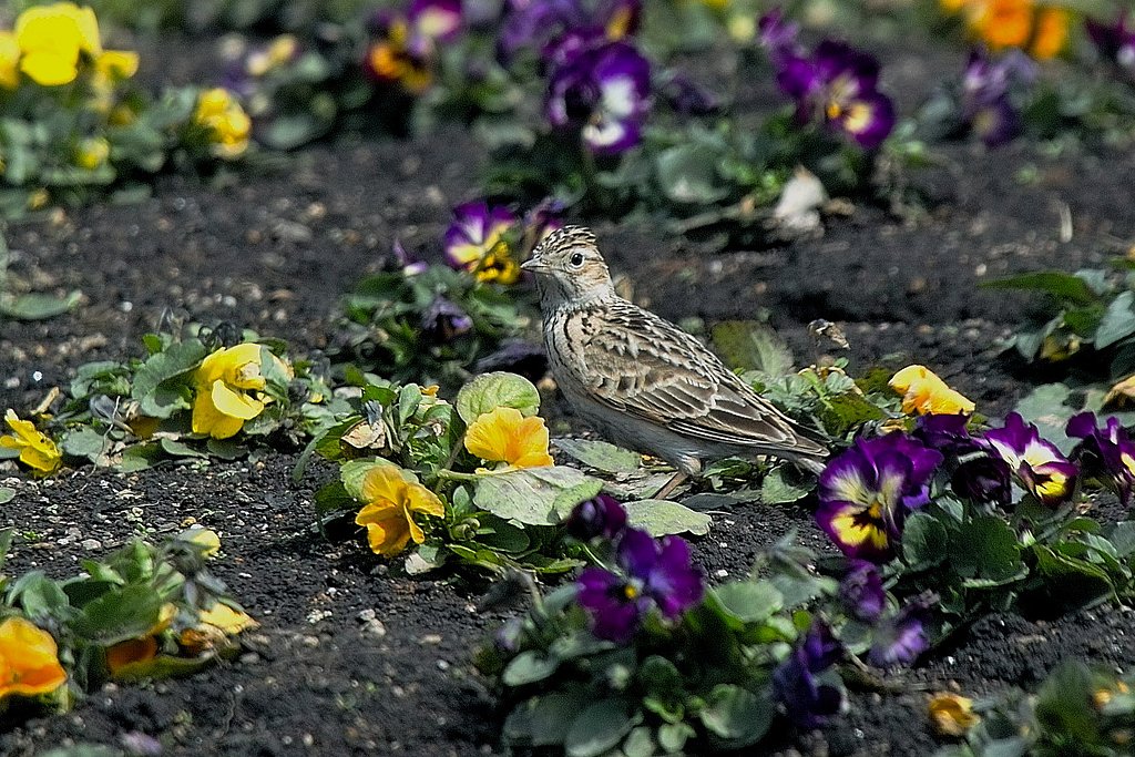 ヒバリ