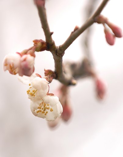 今年も咲いた、サクラ！！
